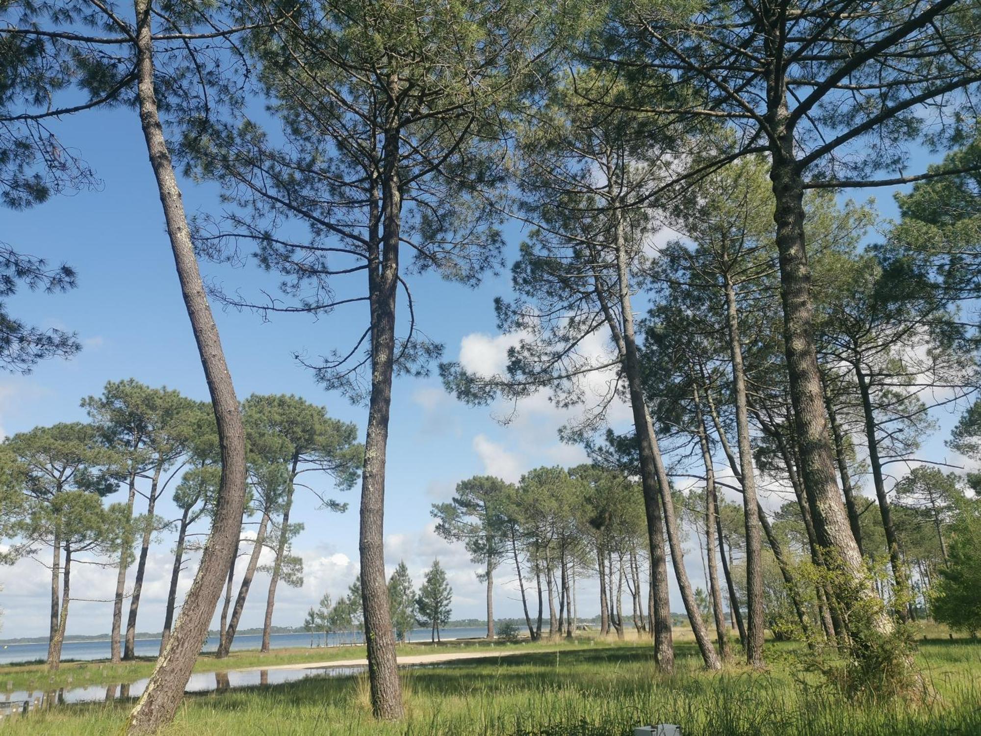 Appartements Au Coeur Du Golf, Proche Du Lac Et Velodyssee Biscarrosse Exterior foto